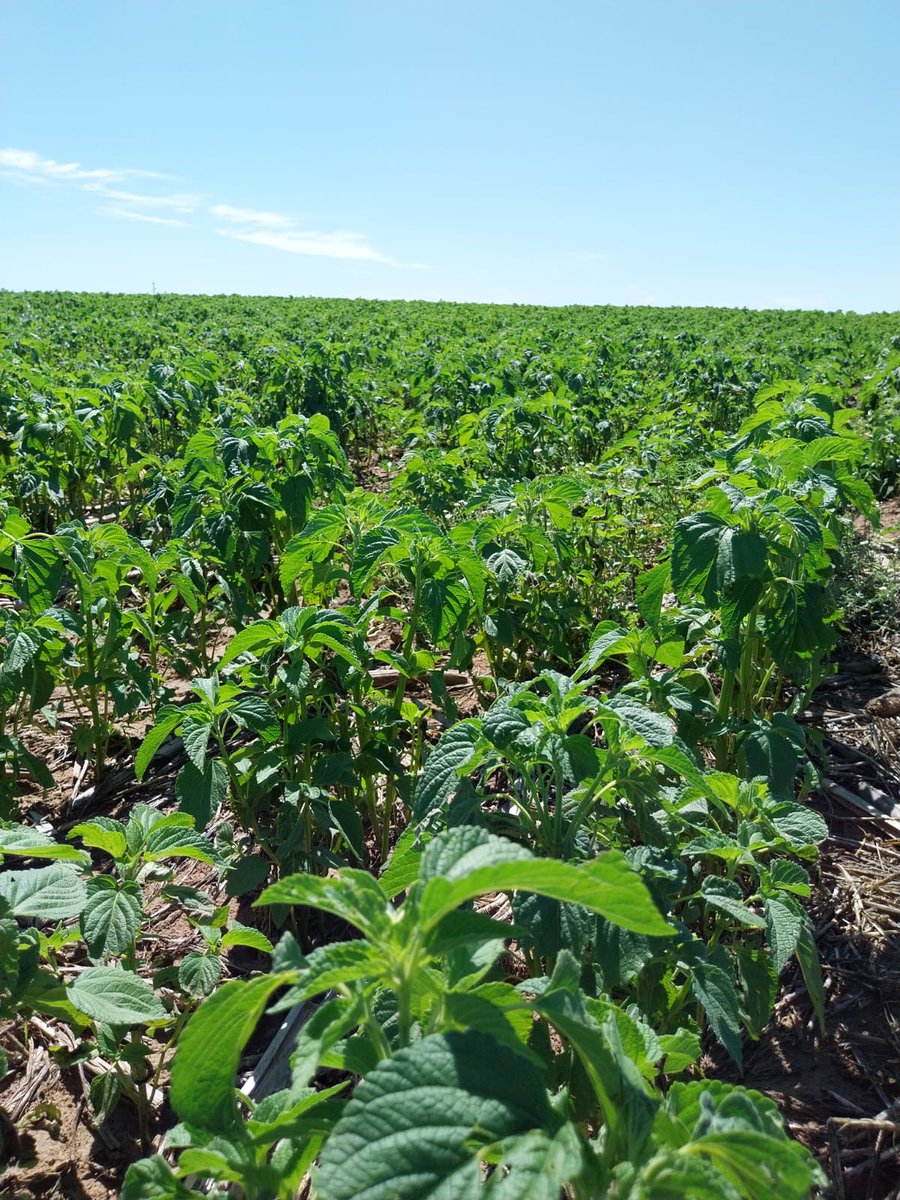RobertoVinuesa's tweet photo. SAN LUIS. Visita a Estancia El 30 de Octubre, Navia: 1.800 ha de maíz para cosecha, 1.300 para consumo animal; 1.120 de soja, 611 de sésamo, 400 de chía, 400 de poroto mung, 2.700 de centeno para pasto y cosecha y 3.000 para cobertura. 6.000 vientres y 4.000 terneros en recría. https://t.co/EmJ9BYXSRx