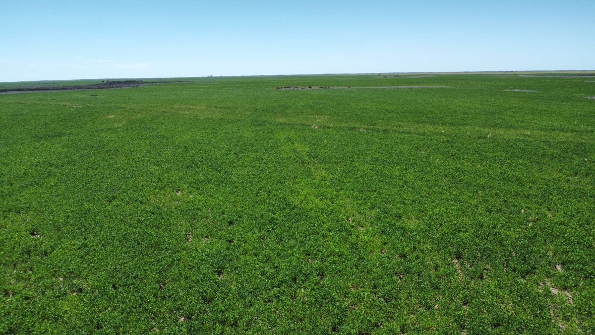 RobertoVinuesa's tweet photo. SAN LUIS. Visita a Estancia El 30 de Octubre, Navia: 1.800 ha de maíz para cosecha, 1.300 para consumo animal; 1.120 de soja, 611 de sésamo, 400 de chía, 400 de poroto mung, 2.700 de centeno para pasto y cosecha y 3.000 para cobertura. 6.000 vientres y 4.000 terneros en recría. https://t.co/EmJ9BYXSRx