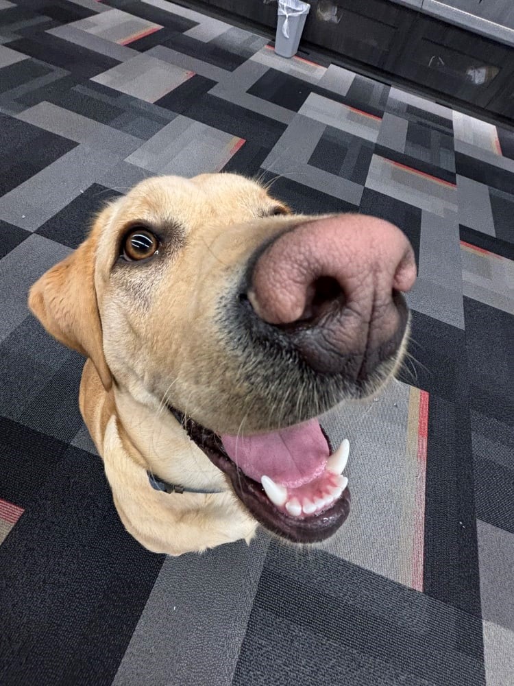 ClarkCountyNV's tweet photo. A bittersweet goodbye (for now) - a beloved @GoldenKnights member. Today is the last day for Maverick - the @VGKpup. He came to Las #Vegas as a puppy to be raised as a future service dog.

He's headed to New York for his official training with @AmericasVetDogs.

📷: #VegasBorn https://t.co/mCFHivUkZZ