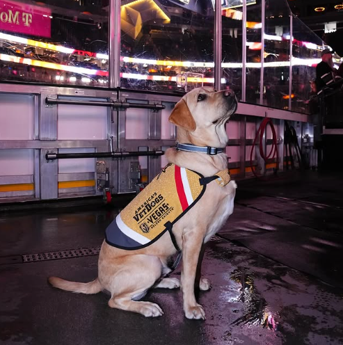 ClarkCountyNV's tweet photo. A bittersweet goodbye (for now) - a beloved @GoldenKnights member. Today is the last day for Maverick - the @VGKpup. He came to Las #Vegas as a puppy to be raised as a future service dog.

He's headed to New York for his official training with @AmericasVetDogs.

📷: #VegasBorn https://t.co/mCFHivUkZZ