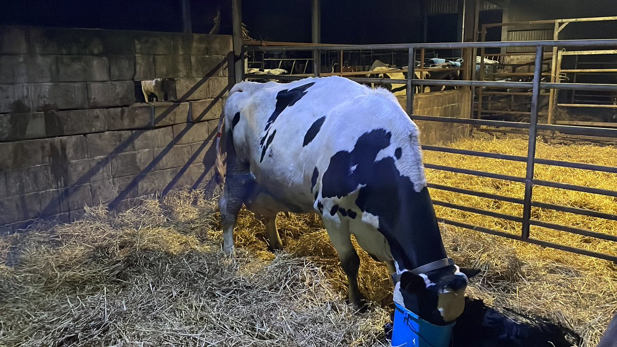 One more baby for today !