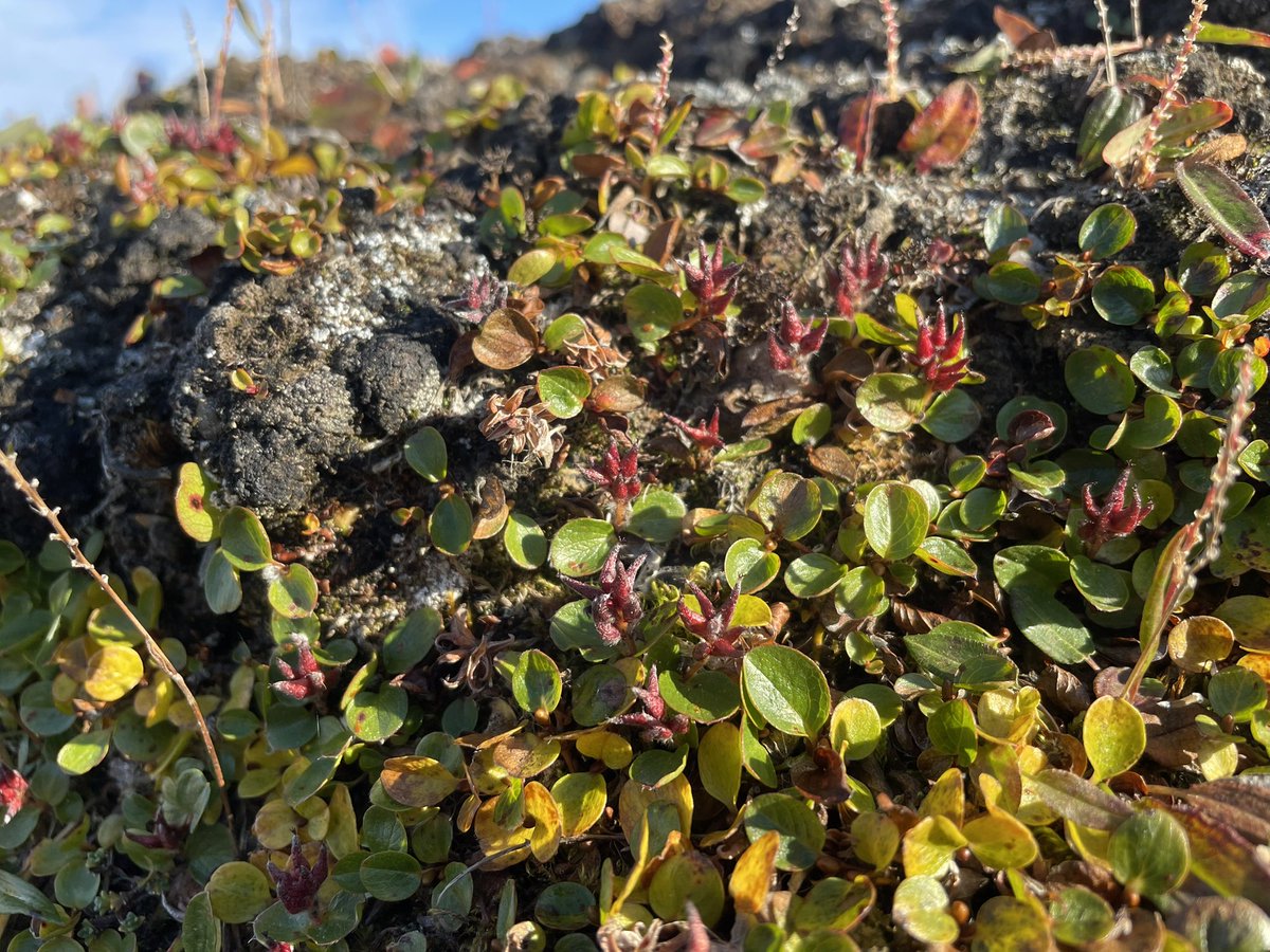 Gianmarco Ingrosso tweet media