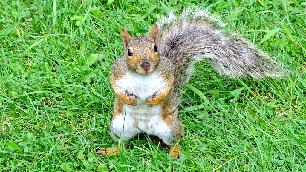 yanneyboy1's tweet photo. I heard that today is #SquirrelAppreciationDay!
✌😅 🐿
#bekindtoanimals #beonewithnature
@BetterParties @RicardoCalvrio1 @grub12321 @CeriWillott @SanctumAncient @333mzma @Mayascribe @dunlopfirestone @stackartist https://t.co/cxZDQuEior