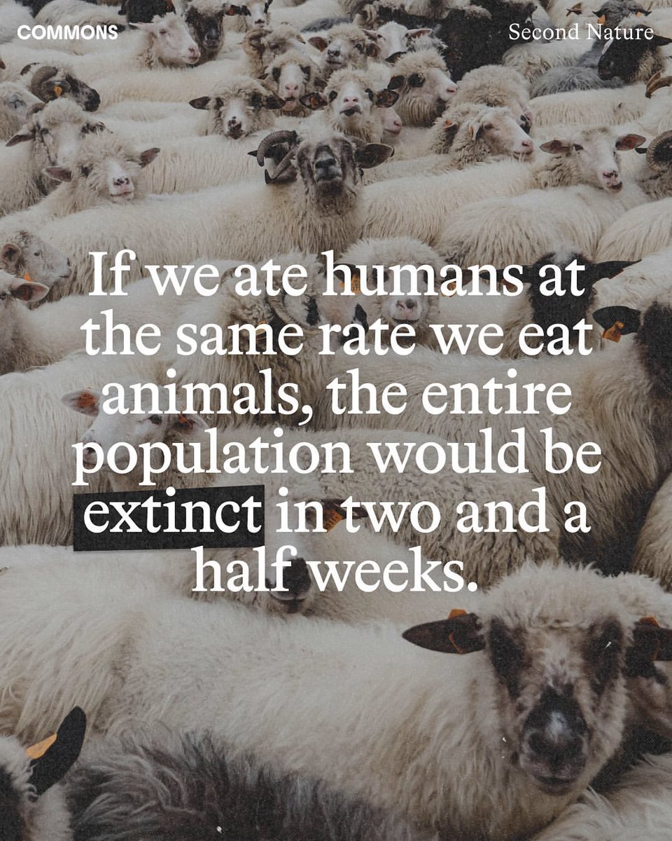 Plant_Treaty's tweet photo. We need to shift to a plant-based food system to protect the planet and all its inhabitants. 

Take the #Commons plant-based challenge this month to make an impact: https://t.co/3B7v9b2qlh https://t.co/8InhVtgbc3