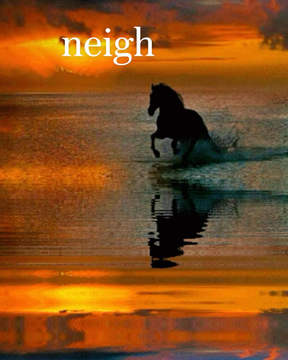 horse tweet media