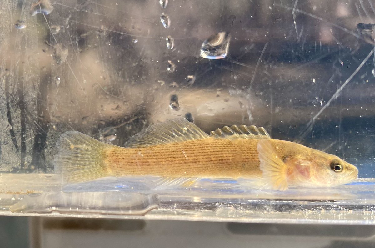 FisHecke's tweet photo. It was a cold, but successful day sampling aquatic macroinvertebrates and fish with my limnology class on Mill Creek. 

Pictured is a Fantail Darter. https://t.co/6O8ccsSZtf