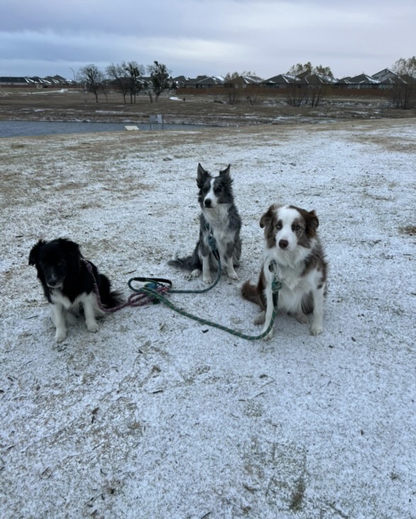 School of Public Health students shared their snow day shenanigans with their pets, enjoying the cold weather.

Remember to stay safe and warm! Due to the weather, all classes will be held remotely on Wednesday, January 22.
