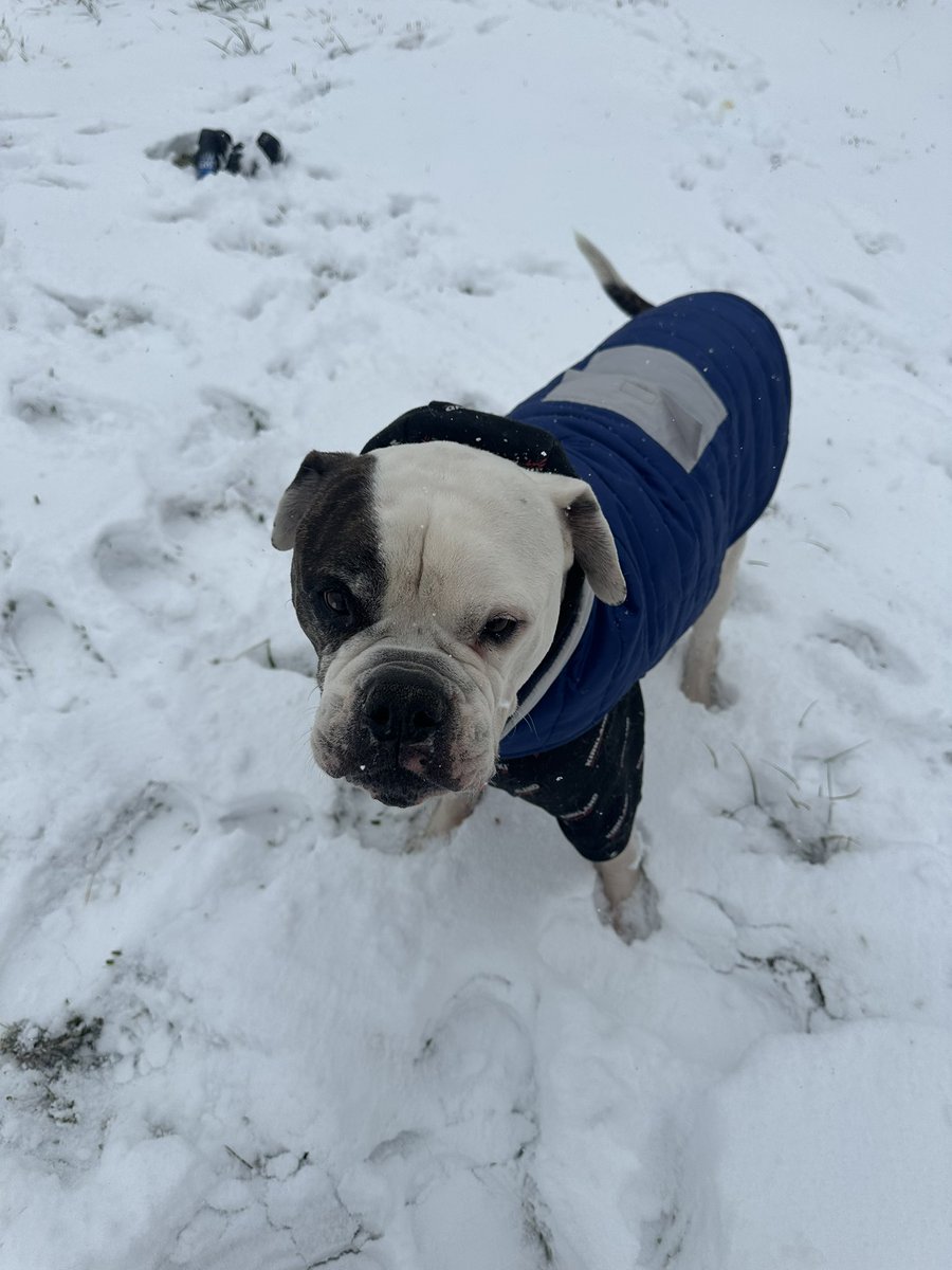 sosababessss's tweet photo. Had some fun in this snow with the pups, memories like this make it all worth it! 🫶🏽 https://t.co/10EbHCpfIo