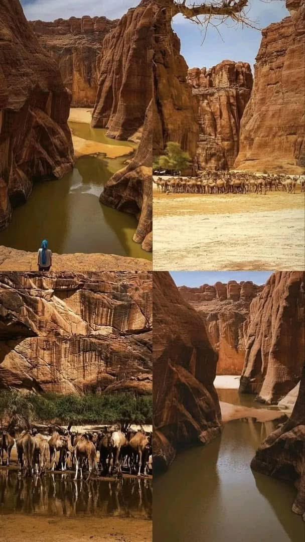 HamitIregue's tweet photo. Tchad a un paysage très fantastique et spécial qui attire.
On peut mettre en valeur cette richesse ? https://t.co/QdNHMOOPEs