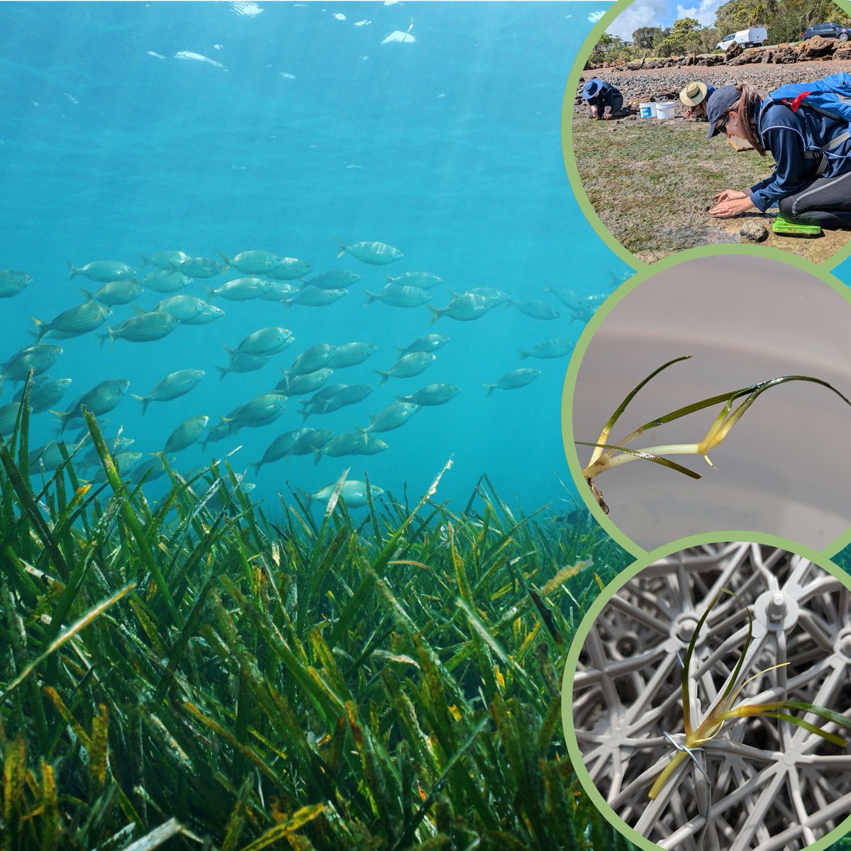 🌱 If at first you don’t succ-seed, try again! Our #ReGenOurCoasts team is trialling alternate methods for #seagrassrestoration after direct seeding challenges. By securing 160+ healthy seagrass fragments to biodegradable BESE structures, we hope their roots will grow &amp; thrive 🌊