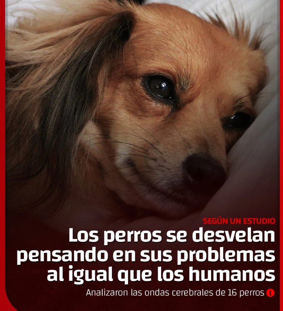 Cuando tu perrito suspire, ya sabes la razón...