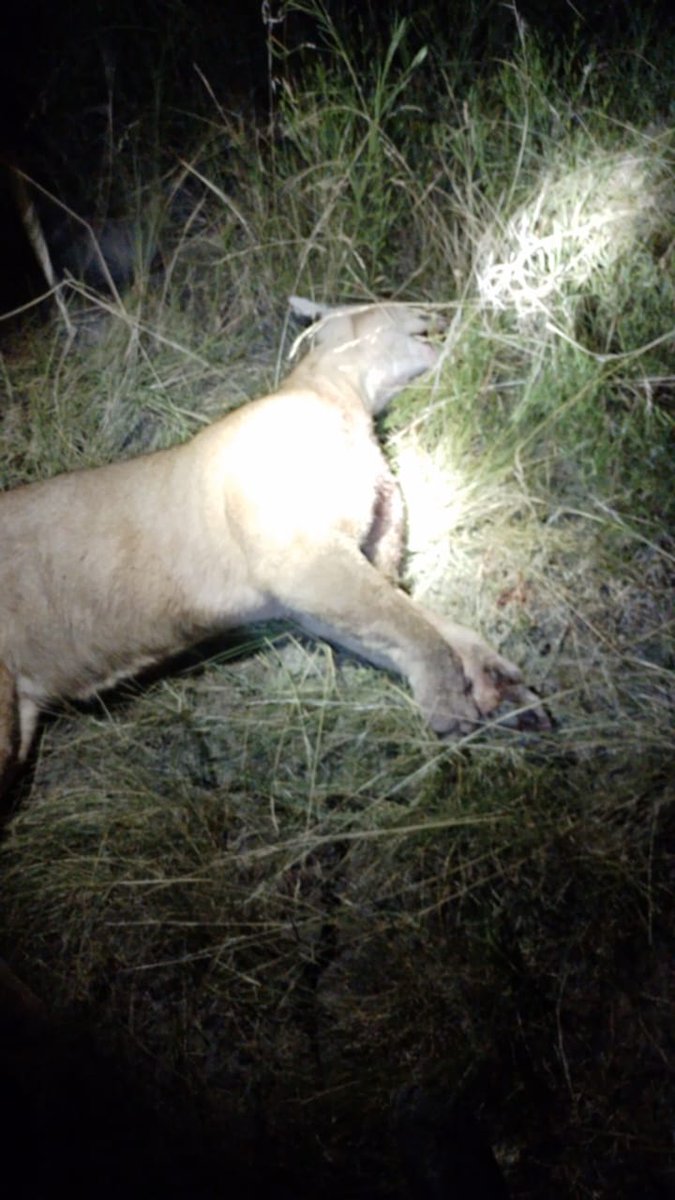 fermiguez's tweet photo. En la localidad de #Larroque Departamento #Gualeguaychu Entre Ríos mataron un ejemplar de #Puma, solo espero que la justicia haga algo ya que fue denunciado con nombre y apellido el autor de este crimen https://t.co/8eKHI5hjRF