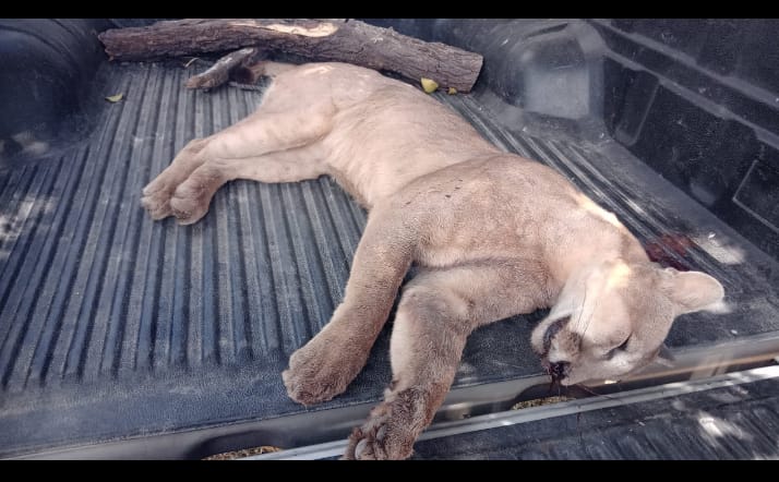 fermiguez's tweet photo. En la localidad de #Larroque Departamento #Gualeguaychu Entre Ríos mataron un ejemplar de #Puma, solo espero que la justicia haga algo ya que fue denunciado con nombre y apellido el autor de este crimen https://t.co/8eKHI5hjRF