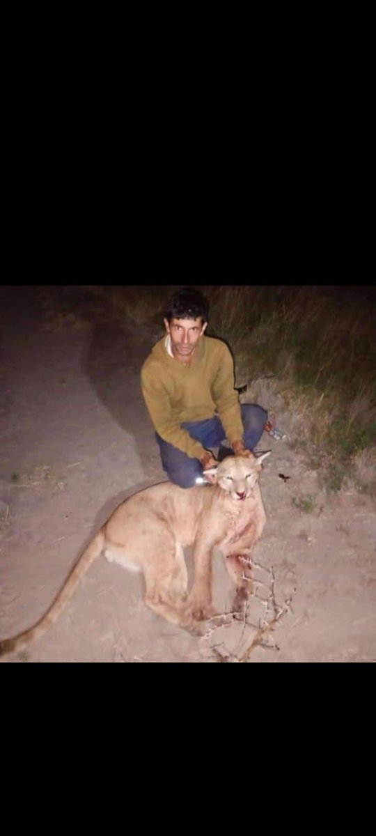 fermiguez's tweet photo. En la localidad de #Larroque Departamento #Gualeguaychu Entre Ríos mataron un ejemplar de #Puma, solo espero que la justicia haga algo ya que fue denunciado con nombre y apellido el autor de este crimen https://t.co/8eKHI5hjRF