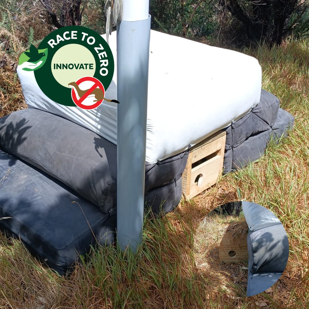 Stoat detection dogs have discovered stoat scat (poo) on old, abandoned cushions in the bush. This sparked an idea: why not capitalise on their fascination with pillows by creating a specially designed cushion trap to attract and catch them. Voila - Cushion Trap #1. #PF2050