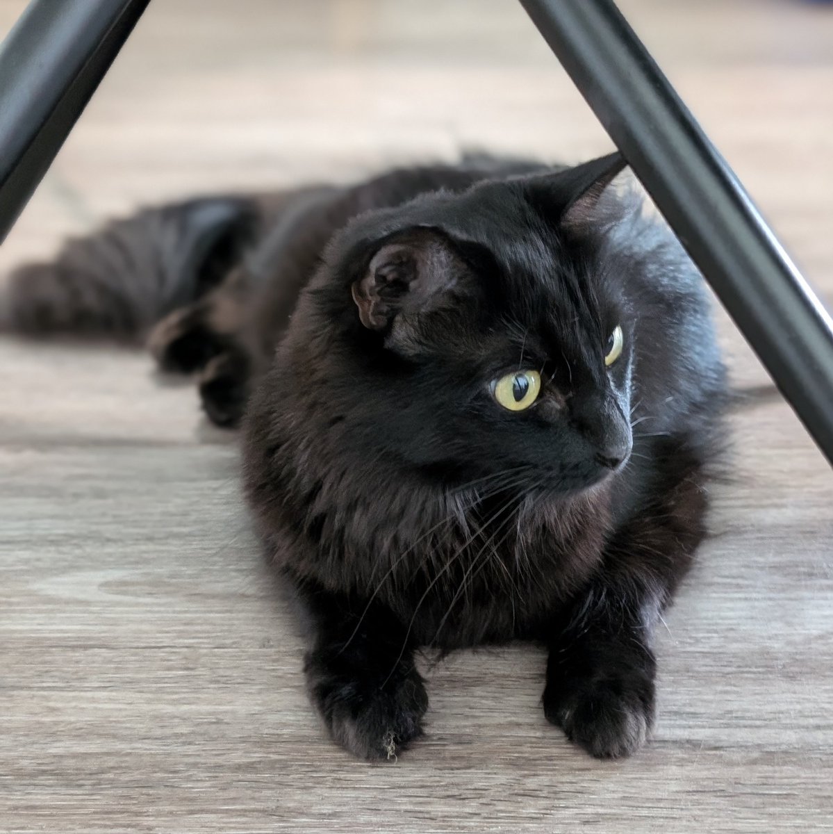 美しい斜め45度の横顔、 すべてが黄金比のモアさん👀🐈‍⬛🌟