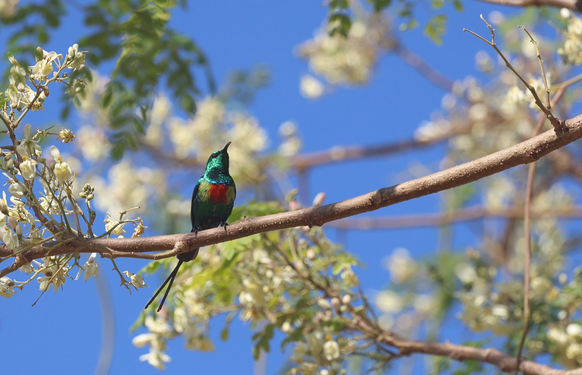 RuthWat00858506's tweet photo. This Beautiful Sunbird reminds me of the traffic light lollipops I used to spend my pocket money on, back in the seventies. 😂#TheGambia #GodImGettingOld https://t.co/ki39NuS1ww