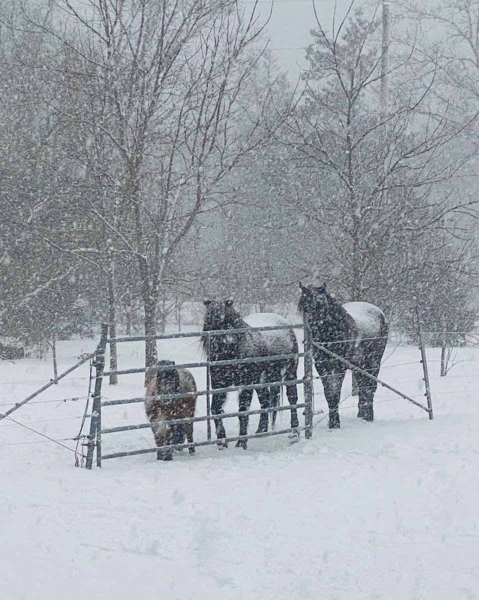 hawkridgefarm's tweet photo. Snowy creatures ❄️ https://t.co/HIUehqv6Zi