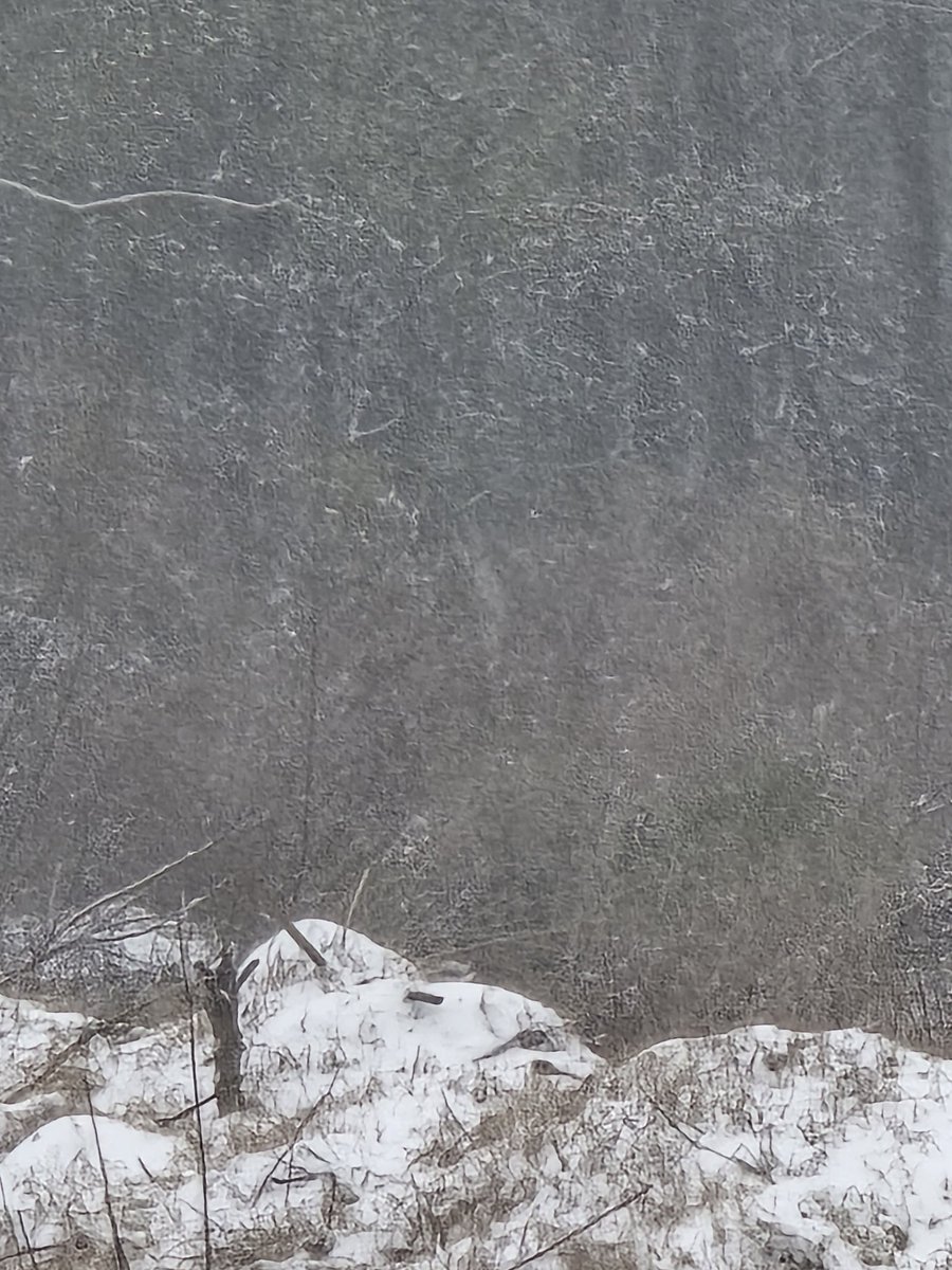 ApeStaxByAjax's tweet photo. Snow here at the #ApeCave
#Snow #MSWX #Mississippi https://t.co/W0Bnh05XQw