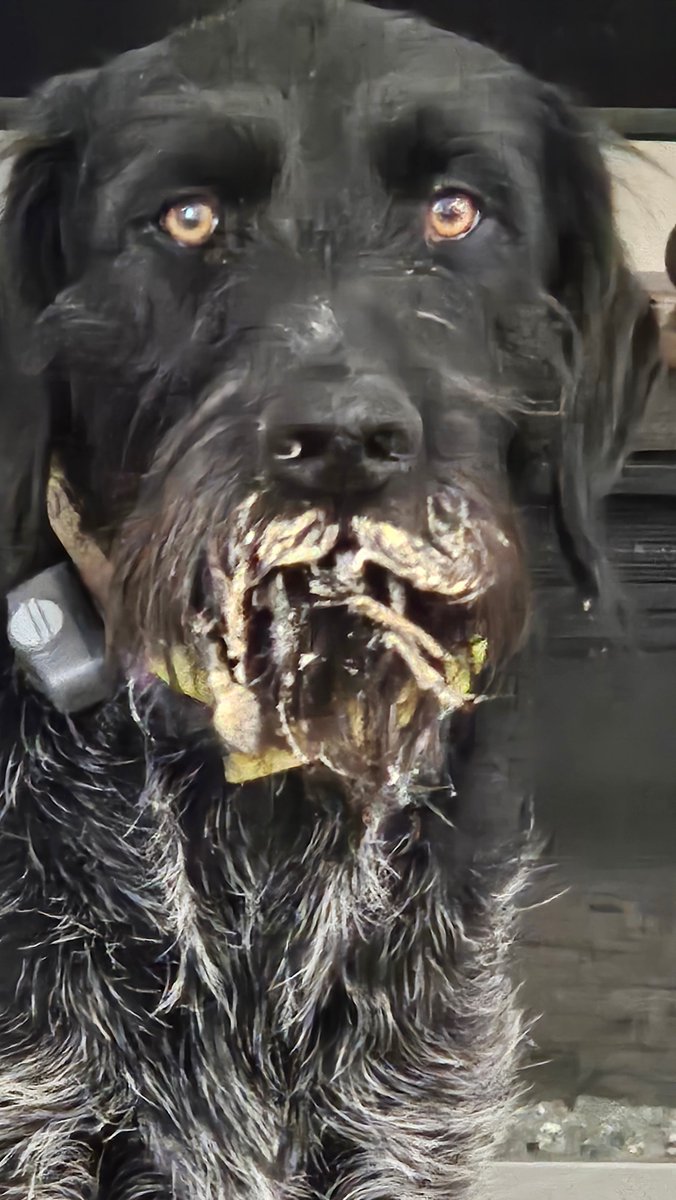 iamtraciwithani's tweet photo. This sweet boi tried to make me a cake this morning and it's not even my bIrthday.  @dogsonx #naughtydogs #germanwirehairedpointer