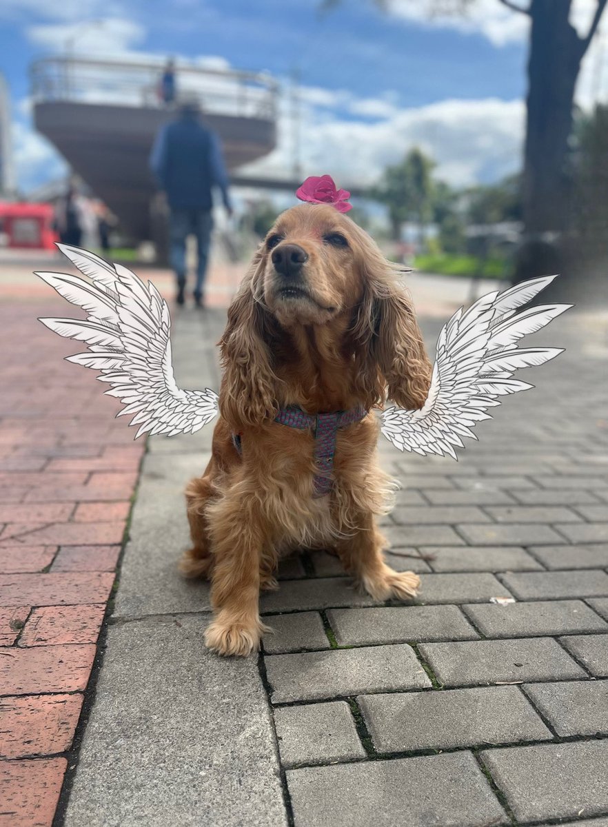 a_vxnessx's tweet photo. Ayer tuve que dejar ir el amor de mi vida, mi gordita luchó contra un cancer de linfoma, fue demasiado fuerte, mi amor corre y cruza ese arcoíris, te amo y te agradezco por todo https://t.co/DTwj8JVcq3