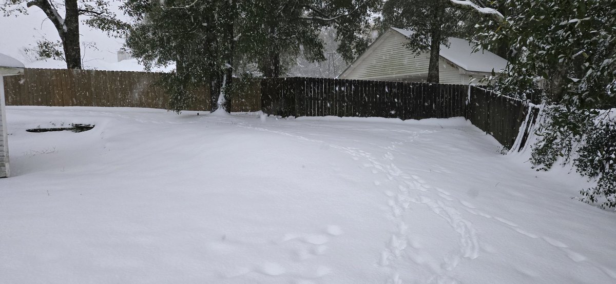 Superdavex007's tweet photo. @MattDevittWX @spann @StormHour Mobile AL here. 7 inches in my yard. https://t.co/fxsisIlVOE