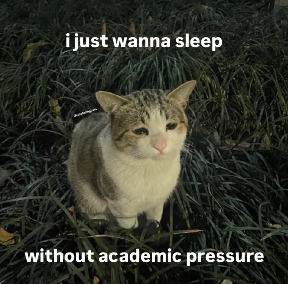 smol silly cat (@catsillyness) on Twitter photo 