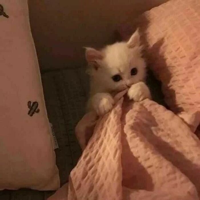 Catsillyness's tweet photo. her banky https://t.co/5Z5f7pJZU3
