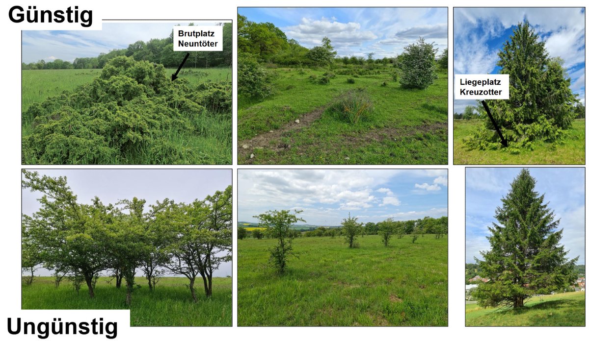 HerbertNickel's tweet image. Die Präsentation von Markus Handschuh von gestern ist online. Toll, wie er von A-Z durchdekliniert hat, wie die kritischen Strukturelemente für die Vögel durch Beweidung gefördert, aber auch zerstört werden können. Größtes Lob von vielen Seiten. 550 Gäste!
researchgate.net/publication/38…