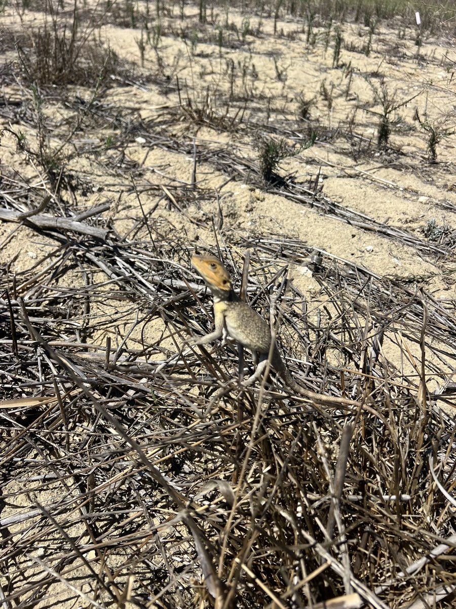 Lots to learn from our F&amp;G Fleabane camera brew trial. Reiterating how much of a beast it is to control. Some clear good options but no magic bullet. Fantastic to rate a bloody good trial and learn from it 🙌🏻🙌🏻 Special mention to this cute lizard that showed up for every rating