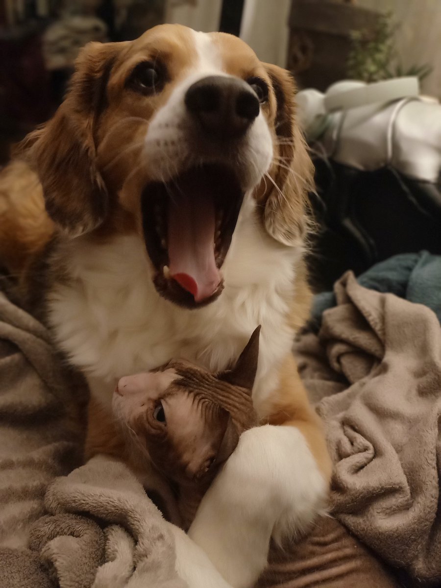 Gute Nacht Liebes #twitterrudel ! Morgen wird ein anstrengender Tag für mich und Frauchen