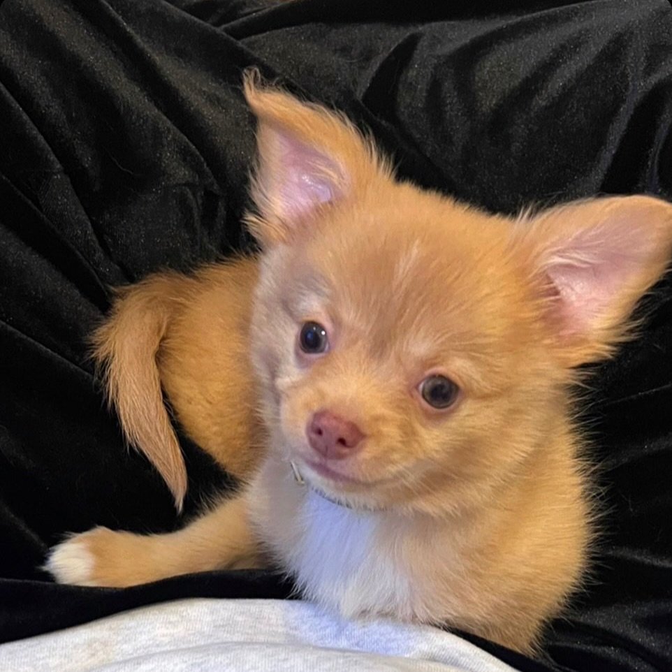 คิมอาร์ลิซ tweet media