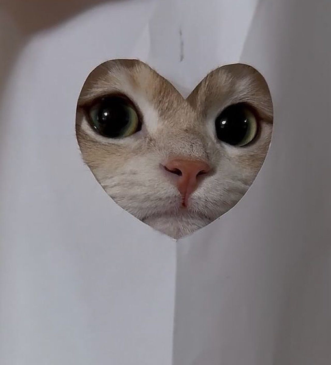 KindTestingDTX's tweet image. Well besties, we have a line here at DTX walkins and at capacity for tonight. Please contact our PSC at 833.937.5463 for appointment availability 💕