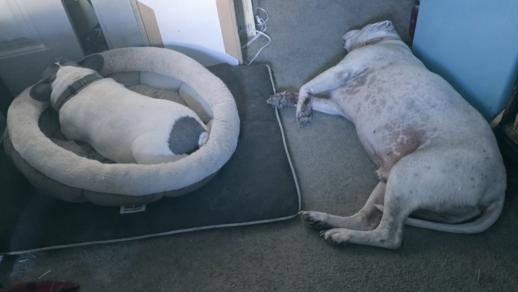 suns_tutu_fan's tweet image. One of these kids is trying to gas me out. #BulldogProblems 🤣