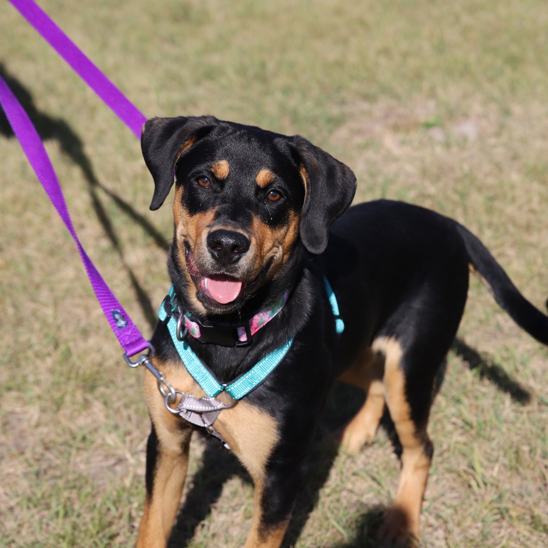 Calgary Humane Society tweet media