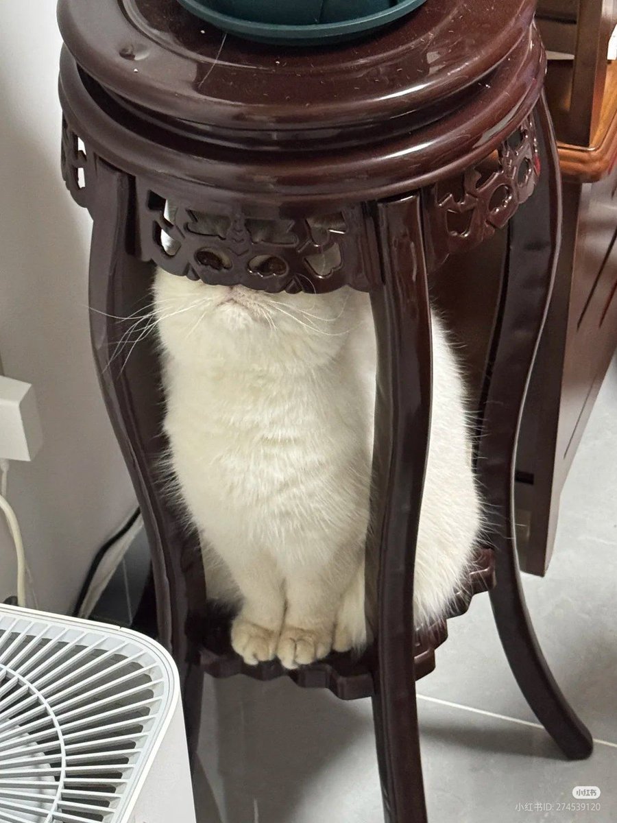 ShouldHaveCat's tweet image. He's not very good at hiding