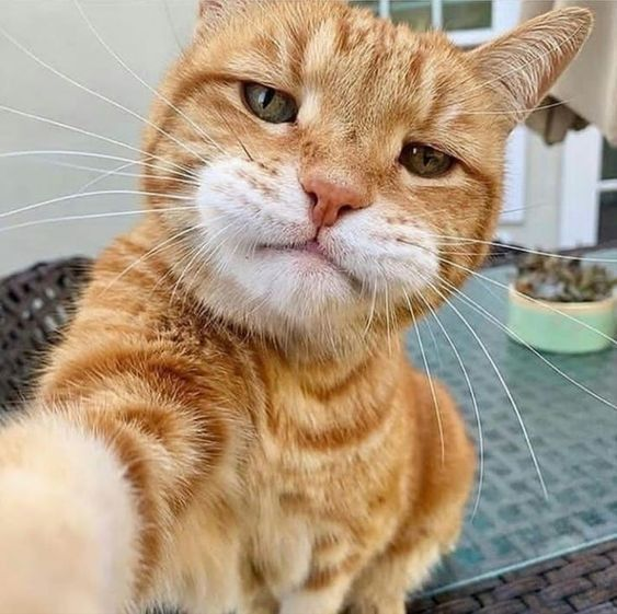 sambambit's tweet photo. Just a paw-some selfie! 😸📷 #Catfie https://t.co/NZgEslAzt6