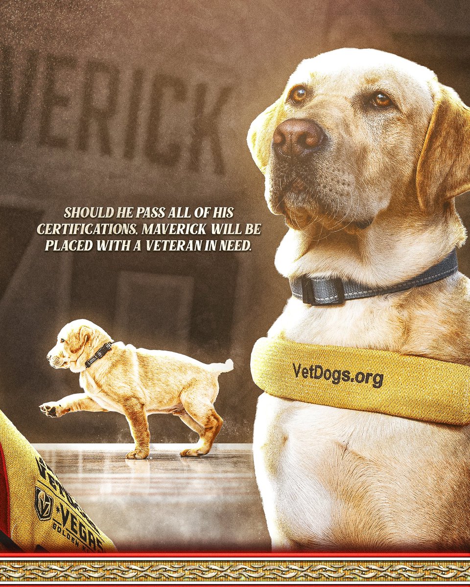 GoldenKnights's tweet photo. We’re so proud of the work Maverick did as our official team dog! We’re excited to follow along as Maverick follows his dream to becoming a service dog 🦮💛

#VegasBorn | #VGKPup https://t.co/b4GyhEv7qa