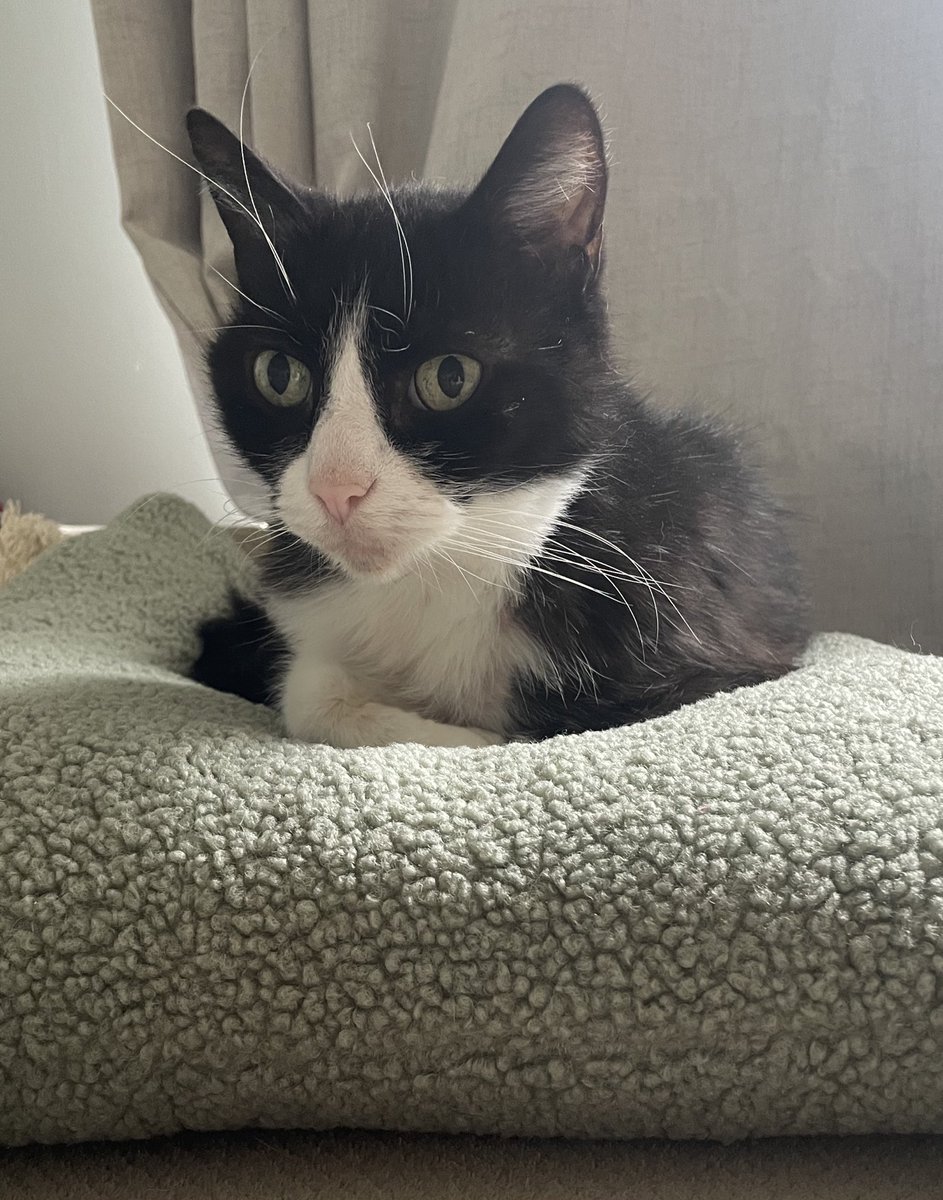 kittenshiver's tweet photo. Here’s recent pictures of my babie boy tho 🖤🤍 https://t.co/5gEzyzfeCB