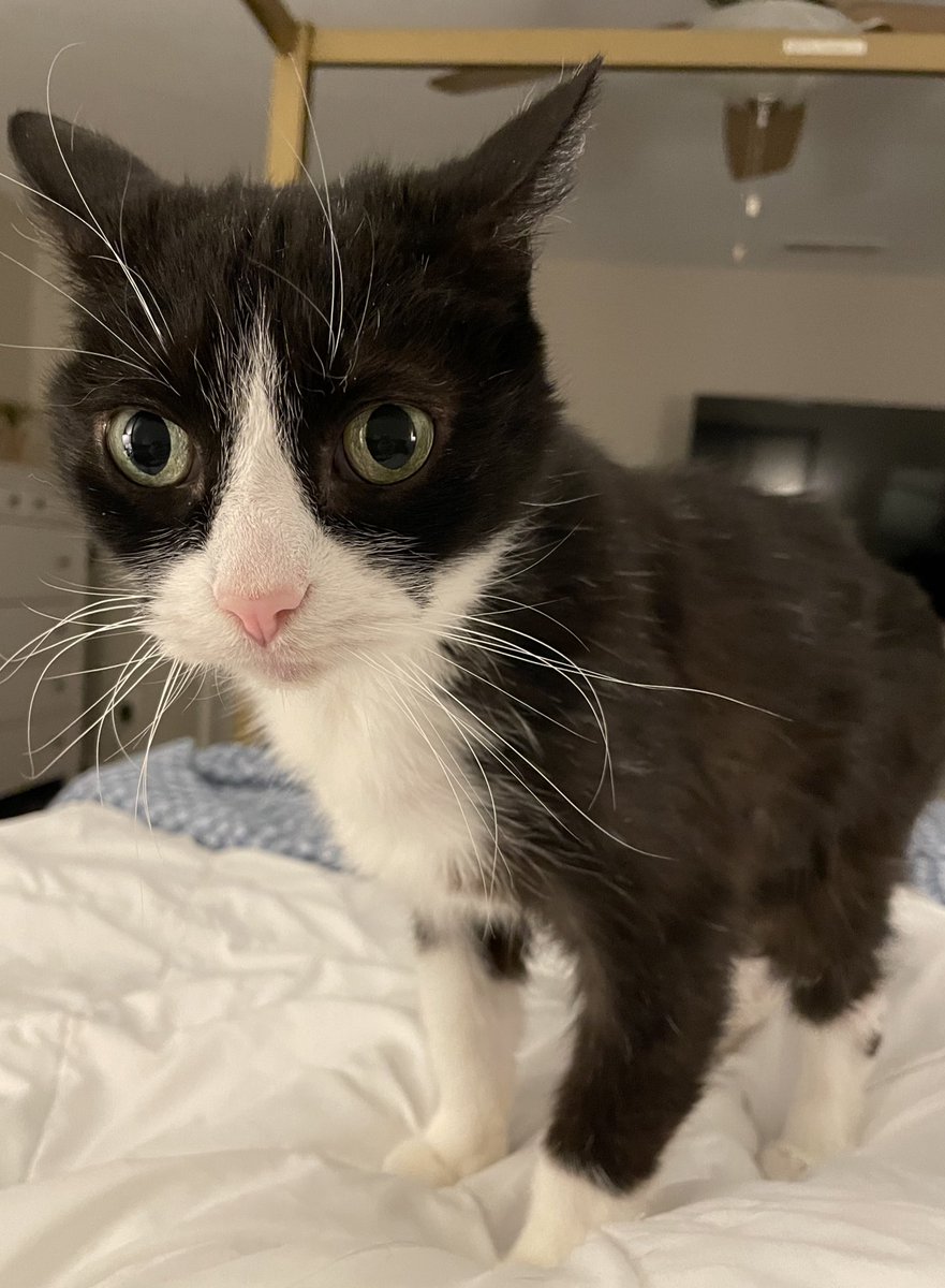 kittenshiver's tweet photo. Here’s recent pictures of my babie boy tho 🖤🤍 https://t.co/5gEzyzfeCB