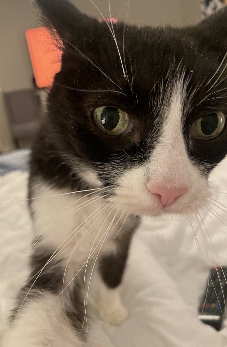 kittenshiver's tweet photo. Here’s recent pictures of my babie boy tho 🖤🤍 https://t.co/5gEzyzfeCB