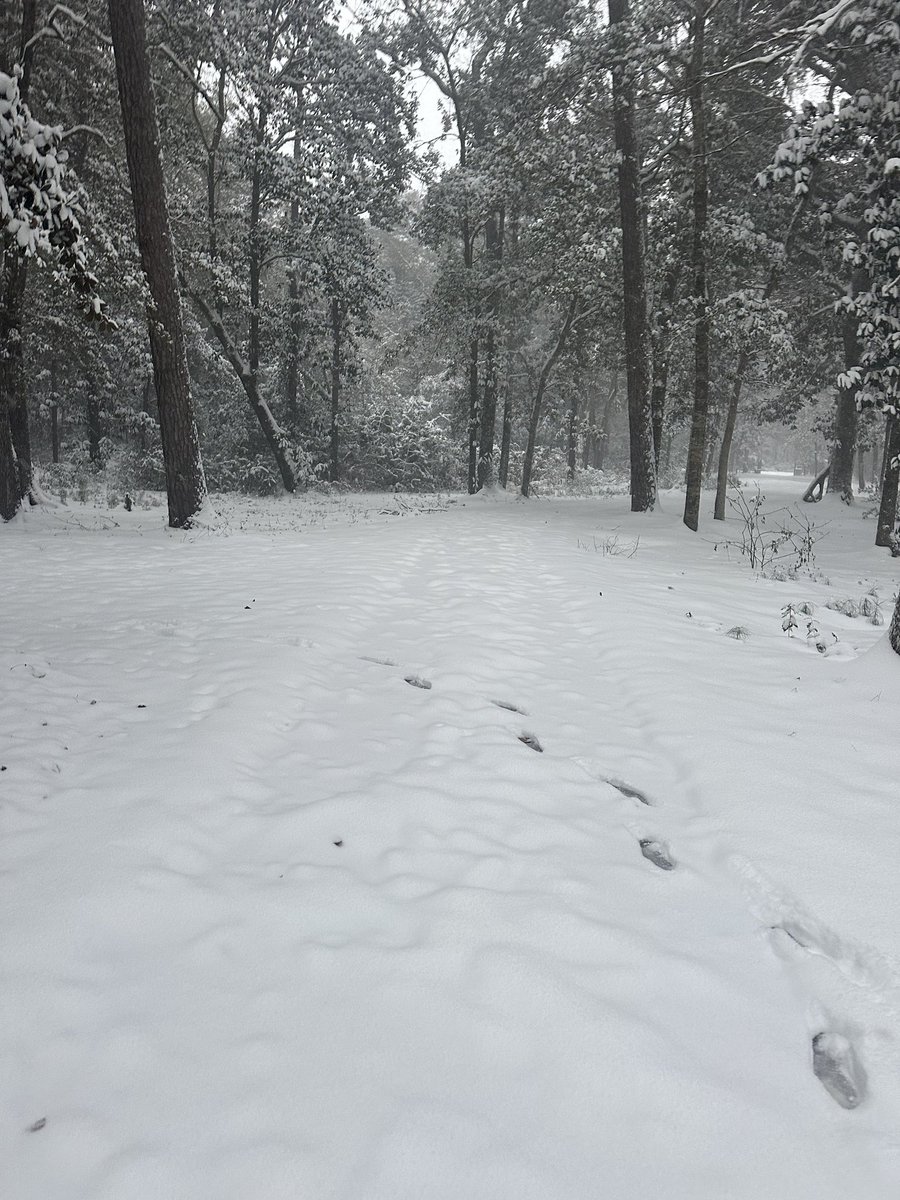 ScottieKidd3's tweet photo. Snow in #PointClear #Fairhope #alabamasnow Alabama on the #GulfcoastofAmerica!  It rarely ever snows here and we have 6” thus far with another 3” expected!  Snow on our beaches!  It is beautiful and so much fun!  
Historical! 
@NWSMobile @kmbc @ryanhallyall @spann https://t.co/lv9pG6qt01