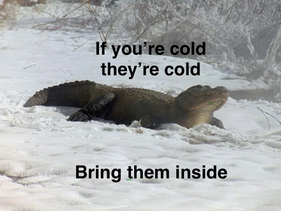 Bad Advice Dog (@badadvicedog) on Twitter photo 