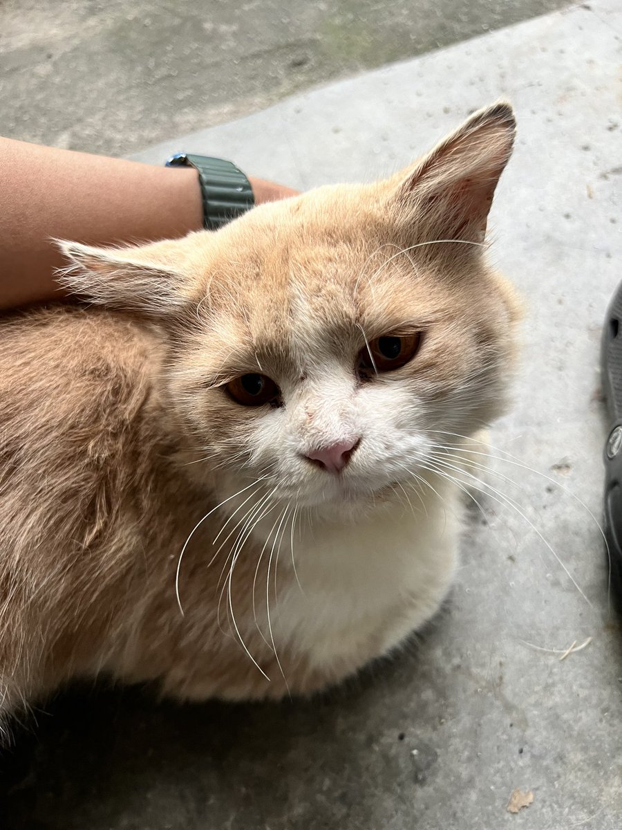 📌PANDAN INDAH,AMPANG,KL

Hi, blh tlg post kucing unt adoption. Boy, age unknown sb ada org buang dia dkt rmh, baka unknown (nampak mcm mix). Sangat manja. Sy x mmpu unt bela lg sb dah ada 10 ekor kucing. Sesiapa yg berminat blh contact saya 0148109245, sy akan spay &amp; letak ubat