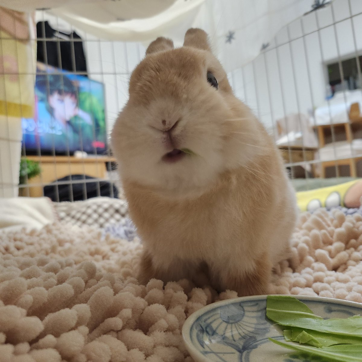 うちの豆太♪ tweet media