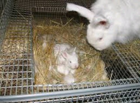 LeandreBaka2's tweet photo. COLD WEATHER RABBIT CARE
ESSENTIAL CHECKLIST:
🏠 Draft-proof hutches
🌪️ Wind barriers (clear plastic sheets)
🌾 Extra bedding depth: 4 inches
🥤 Anti-freeze water bottles
🍲 Increase feed by 15%
#AgriHopperRwanda #HoppersForChange
#WinterFarming #RabbitCare #SeasonalTips https://t.co/7HucooiaoH