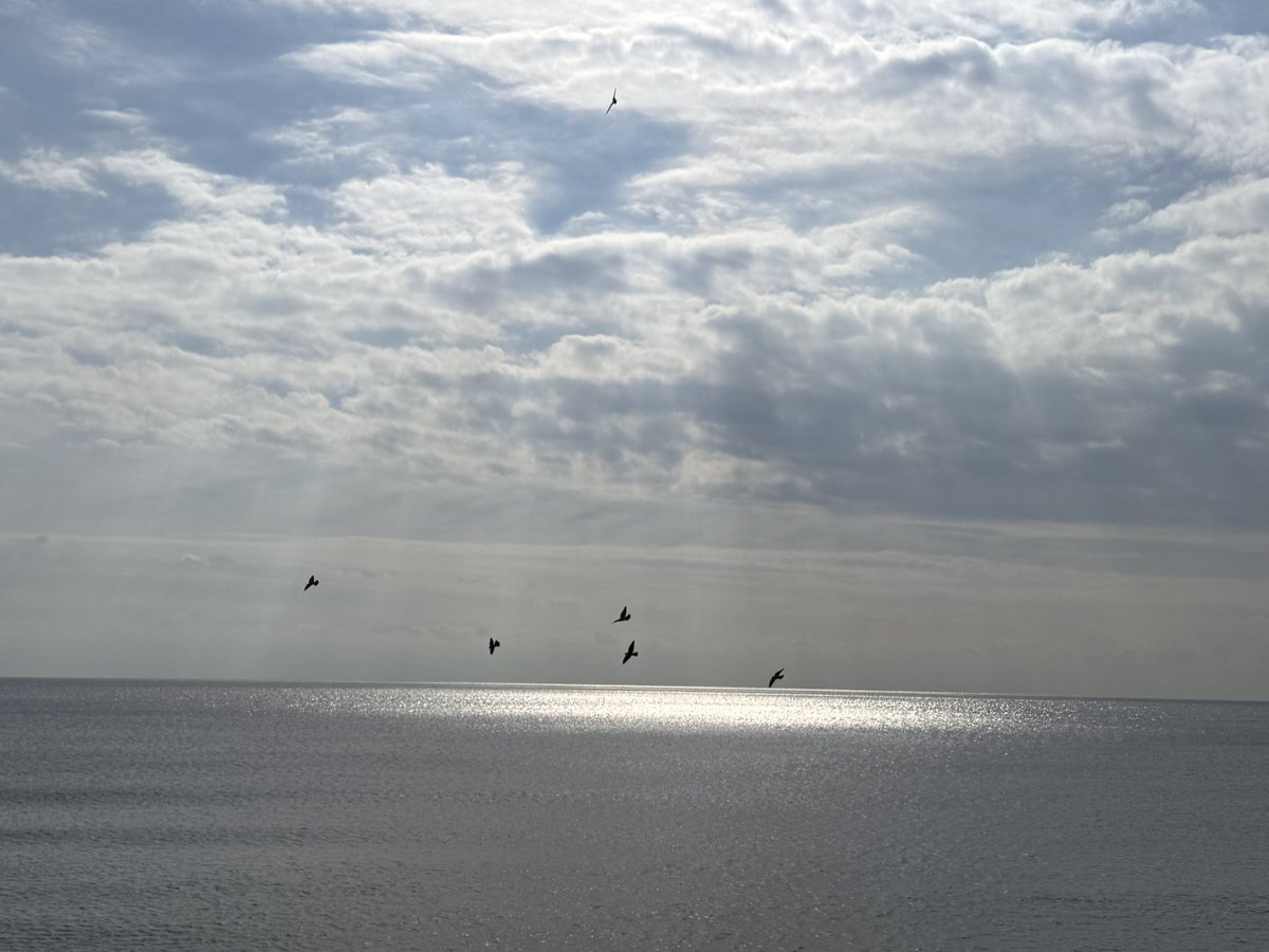 haluna_sea's tweet photo. 日々違う海の美しさ✨️
久々の鳶も🦅
#SEAPIC #鳶PIC https://t.co/79p0KefB0P