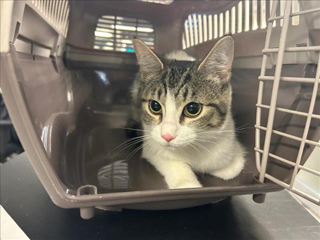 PetfindToronto's tweet photo. #JANE #WILSON #APTCOMPLEX ON CHALKFARM Pls RT2unite #FOUND #CAT- 16-Jan-25 #Toronto Animal Services A0998425 #EAST 416-338-7539 BRN TABBY DSH F/8Mth https://t.co/1tSFhbkeUQ