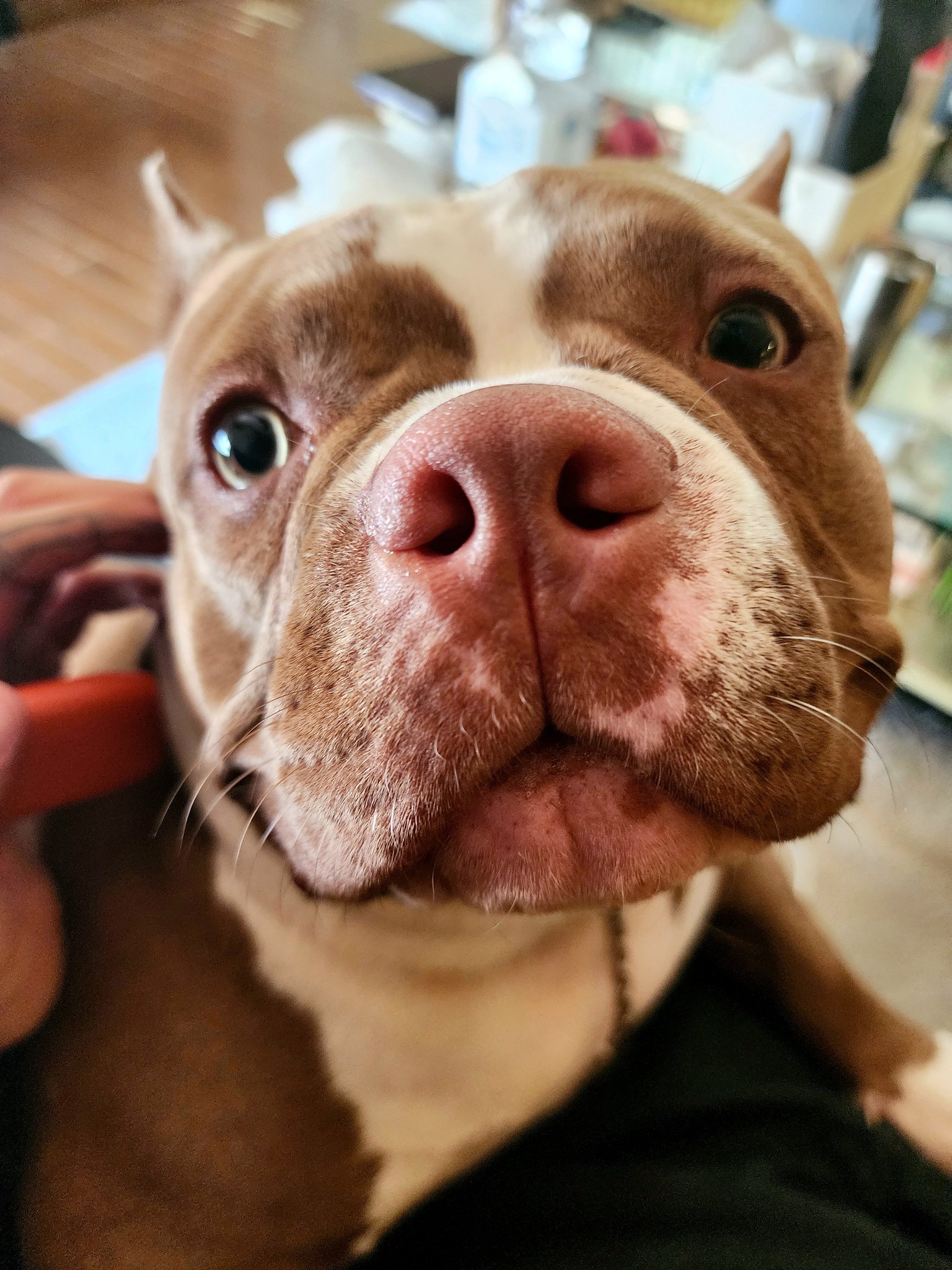 よくわからない犬のアミーボです 通常通りの犬種名ver.も可愛いですが お名前刺繍で特別感を出す