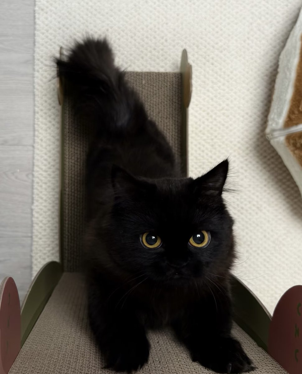 DonnaMartin87's tweet photo. A little ball of coal. #Cat https://t.co/yTVvSDvKyj